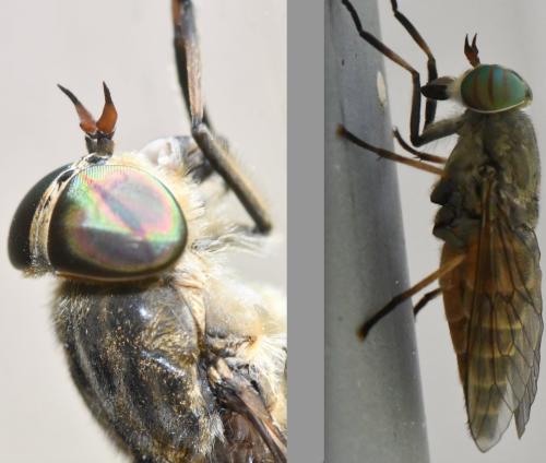 Hybomitra distinguenda